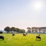Dairy cows at a farm